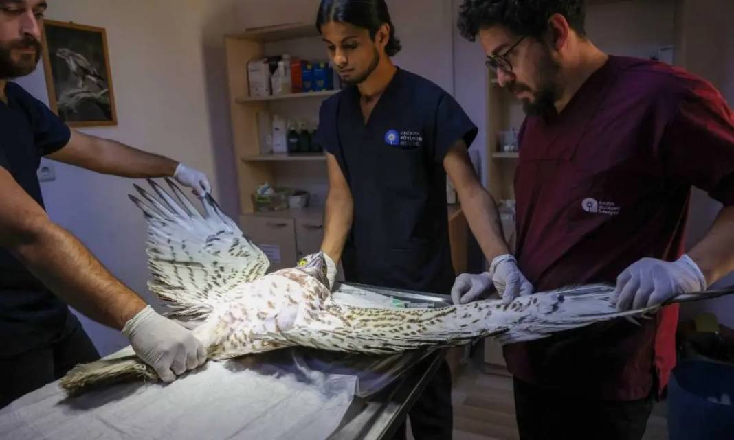 Antalya’da Nesli Tehlikedeki Yaralı Yılan Kartalı Doğaya Uğurlandı! 5